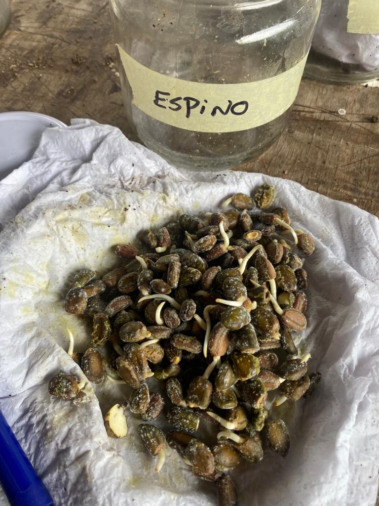 Espinos germinados