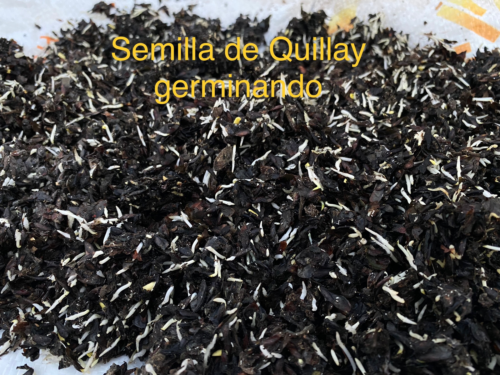 Quillay germinados